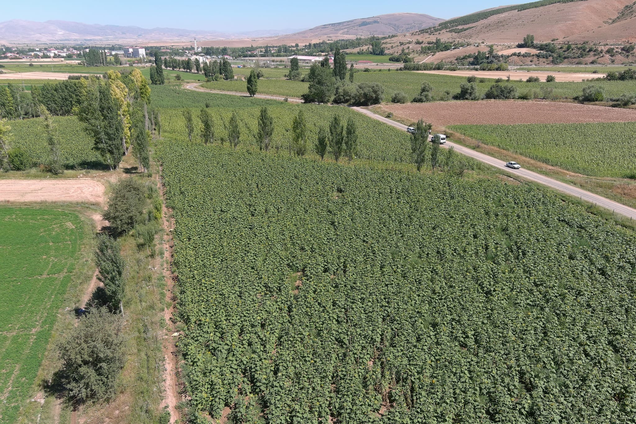 Erzincan Ovası’nda Güneşin İzinden Gelen Bereket