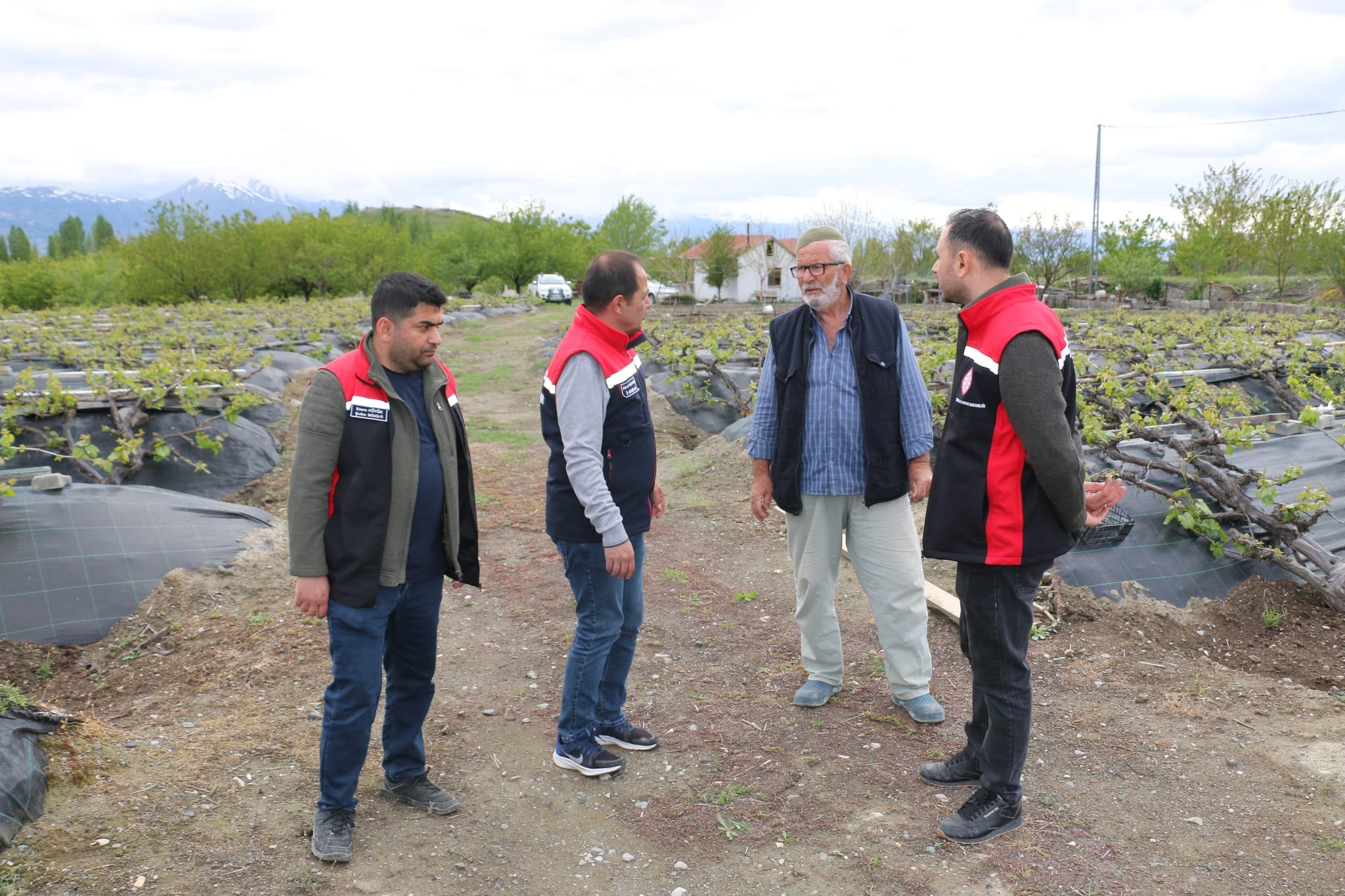 Erzincan Tarım Müdürü Koçaker’den Cimin Üzümü Bağlarına Yakın Takip